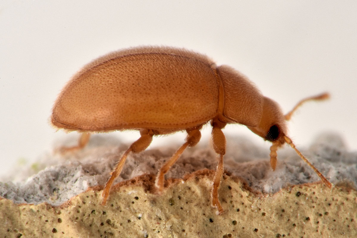 Coccinellidae: Rhyzobius litura